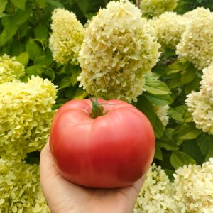 Томат Гигант Новикова