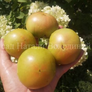 Томат Гном Берилловая Красота (Dwarf Beryl Beauty)