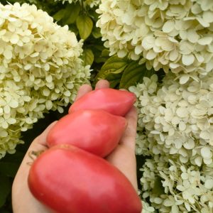 Томат Гном  Десперадо