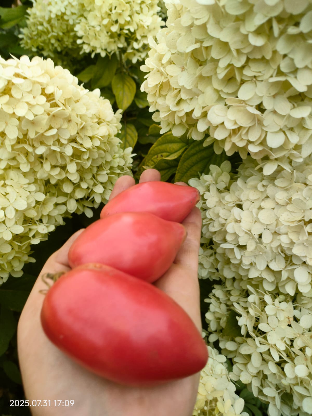 Томат Гном Десперадо