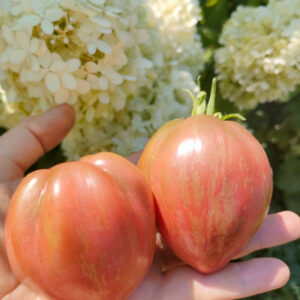 Томат Гном Грааль