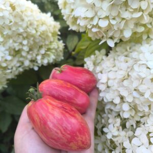 Томат Гном Леди Мадонна