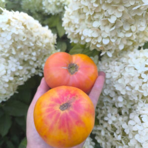 Томат Гном Розелла биколор