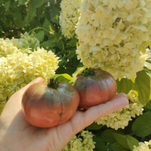 Томат Гном Розелла Пурпурная