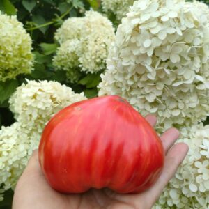 Гном Сердце Каменного ручья (Dwarf Stony brook heart)