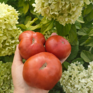 Томат Гном Тасманский шоколад