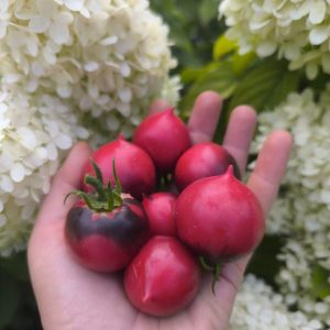 Томат H-34 Rot