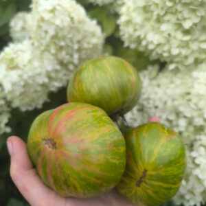 Томат Хипповая зебра