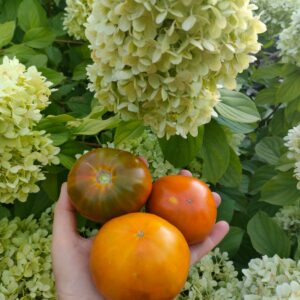 Томат Кленовый сироп