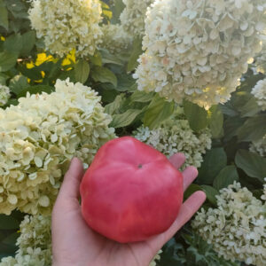 Томат Леркина радость