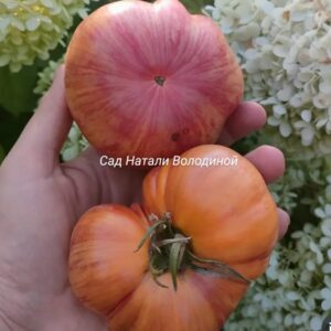 Томат ЛИТИЕВЫЙ ЗАКАТ