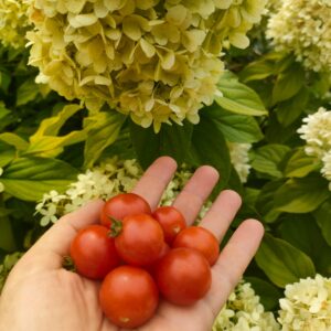 Томат Ред Робин горшечный (Red Robin)