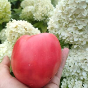 Томат Сердце быка раннее