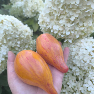 Томат Сладкая карамель Софии