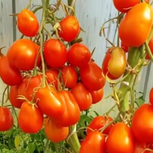 Томат Сливка Бендрика красная