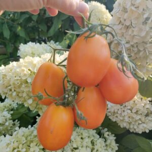 Томат Сливка Бендрика жёлтая