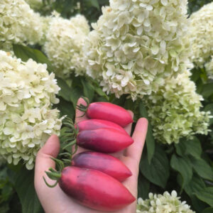 Томат Сливка Гурман