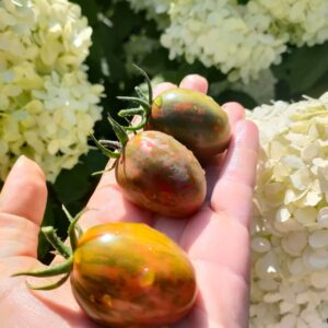 Томат Суперэкзотик (или «Супер Экзотик»)