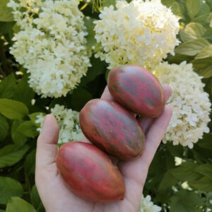 Томат Сладкоежка