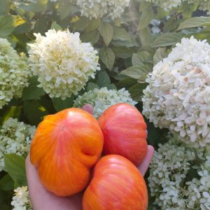 Томат Вечерний Алматы